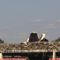 17_25-mast.jpg