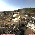 17_30-nest.jpg