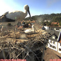 17_35-nest.jpg