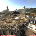 17_40-nest.jpg