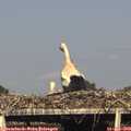 17_50-mast.jpg