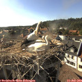 17_50-nest.jpg