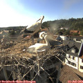 17_55-nest.jpg