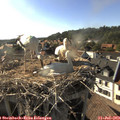 18_00-nest.jpg