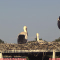18_05-mast.jpg