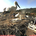 18_05-nest.jpg