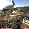 18_10-nest.jpg