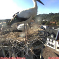 18_20-nest.jpg