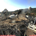 18_25-nest.jpg
