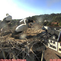 18_30-nest.jpg