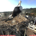 18_35-nest.jpg