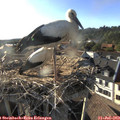 18_40-nest.jpg