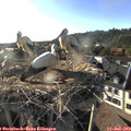 18_45-nest.jpg