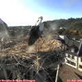 18_50-nest.jpg