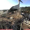 19_00-nest.jpg