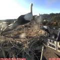 19_05-nest.jpg