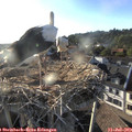 19_10-nest.jpg