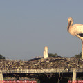 19_15-mast.jpg