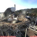 19_15-nest.jpg