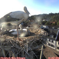 19_20-nest.jpg