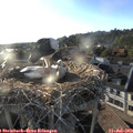 19_25-nest.jpg
