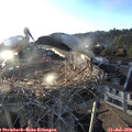 19_40-nest.jpg