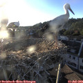 20_00-nest.jpg