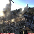 20_05-nest.jpg