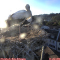 20_10-nest.jpg