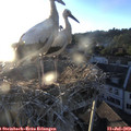 20_15-nest.jpg