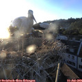20_25-nest.jpg