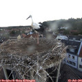 05_35-nest.jpg
