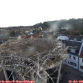 05_40-nest.jpg