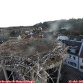 05_45-nest.jpg