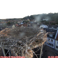 05_50-nest.jpg