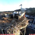06_05-nest.jpg
