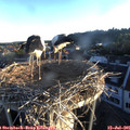 06_10-nest.jpg