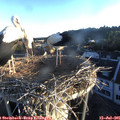 06_15-nest.jpg