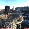 06_20-nest.jpg