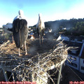 06_25-nest.jpg