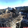06_30-nest.jpg