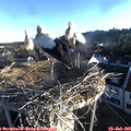 06_35-nest.jpg