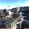 06_45-nest.jpg