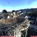 06_50-nest.jpg