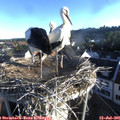 06_55-nest.jpg