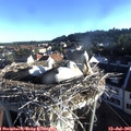 07_05-nest.jpg