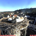 07_10-nest.jpg