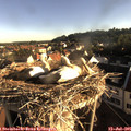 07_20-nest.jpg