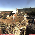 08_25-nest.jpg