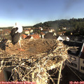 08_30-nest.jpg